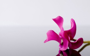 Одинокий розовый цветок