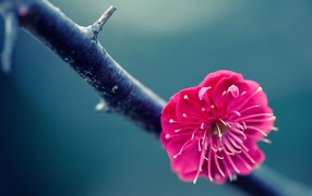 Розовый цветок на ветке