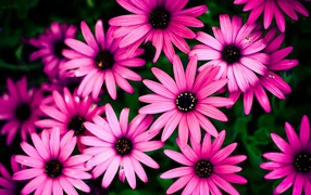 Розовые цветы на фоне зелени