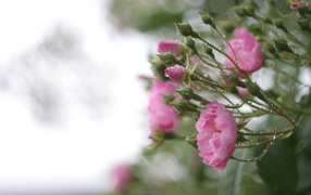 Pink flowers on the Bush