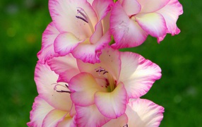 Розовые цветы гладиолуса