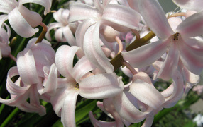 Розовый гиацинт на поляне