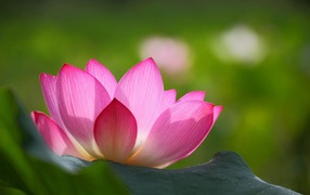 Розовая лилия