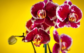 Розовые орхидеи