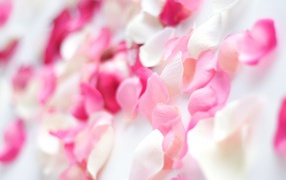 Розовые орхидеи