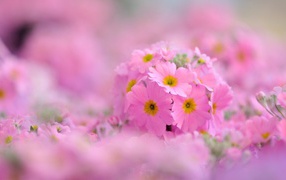 Pозовые лепестки и желтая сердцевина