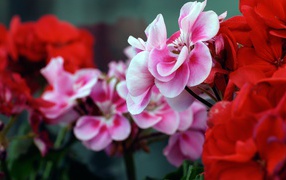 Красные и розовые цветы