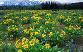 Плантация желтых цветов