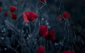 Poppies field in the night