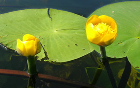 Potbelly beautiful flower on the water