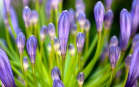 Purple 1080p flower