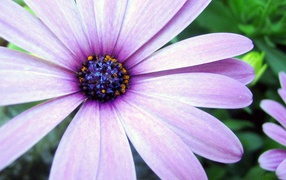 Сиреневая астра