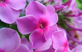 Фиолетовые цветы