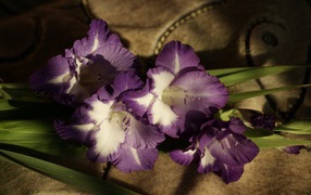 Purple flowers gladiolus
