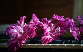 Сиреневые цветы гладиолуса