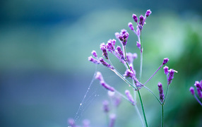 Purple flowers with a web