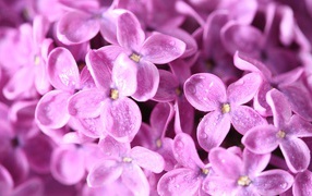 Сиреневые цветы с каплями