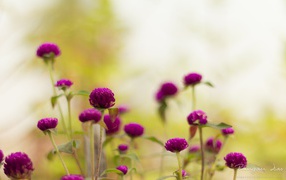 Фиолетовые садовые цветы