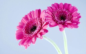 Purple gerbera daisies