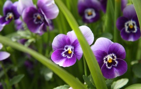 Фиолетовые цветы анютины глазки весной в саду