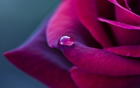 Purple rose and drop of rain