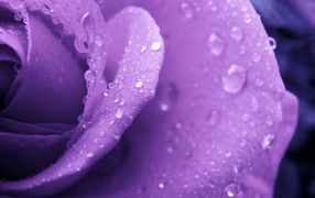 Purple rose and water droplets