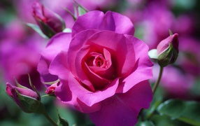 Фиолетовая роза распускается