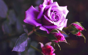 Purple rose blossomed