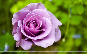 Purple rose in a flowerbed on a background of green