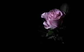 Фиолетовая роза в темноте