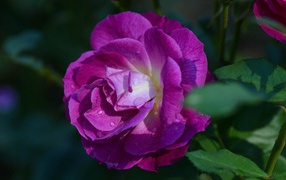 Purple rose in the garden near house