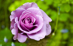 Purple rose on a background of grass