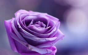 Фиолетовая роза на фиолетовом фоне