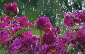 Фиолетовые розы под дождём