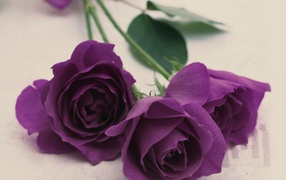 Purple roses on a light table