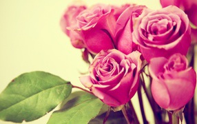 Фиолетовые розы на жёлтом фоне