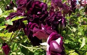 Фиолетовые розы на траве