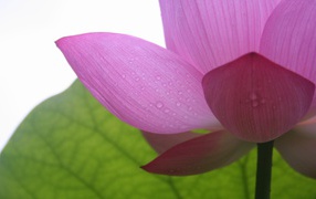 Фиолетовый в тени