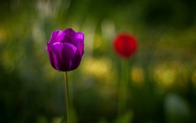 Фиолетовый тюльпан