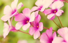 Фиолетовая вербена