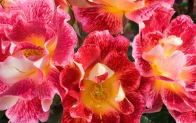 Красные и розовые цветы