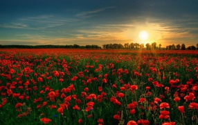 Сад красных цветов