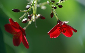 Red flowers and flower buds on a branch