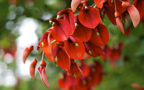 Красные цветы на ветке 