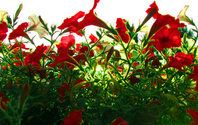 Красные цветы на зеленой траве