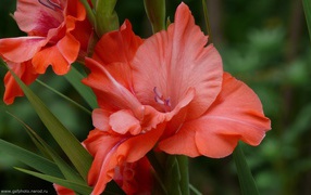 Красные гладиолусы в саду