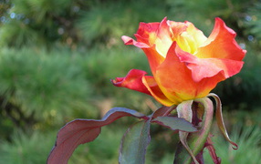 Красно оранжевая роза