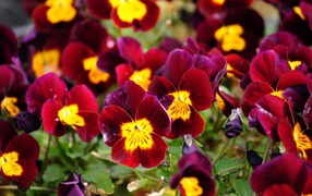 Красные анютины глазки расцвели на поляне