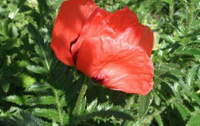 Red poppies bloomed in the garden