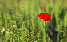 Red poppy flower on the field